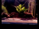 3 x 3\" Pygocentrus Cariba feeding