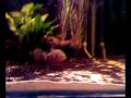 3 x 3 Pygocentrus Cariba feeding