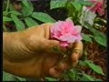gardens of westville