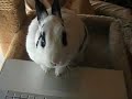 cute-little-easter-bunnies-no.html