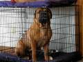 Bullmastiff does chicken impression