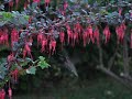 Male Anna's hummingbird video