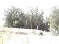 Ziplining