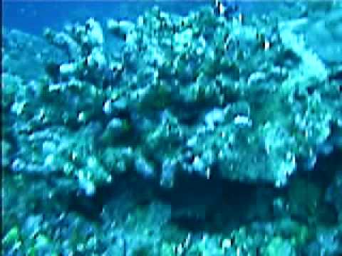 Fiji Diving: Reefs of Savu Savu