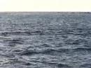 Spinner Dolphin Spinner Dolphin