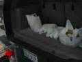 Hurricane Ike Gains Strength in the Gulf