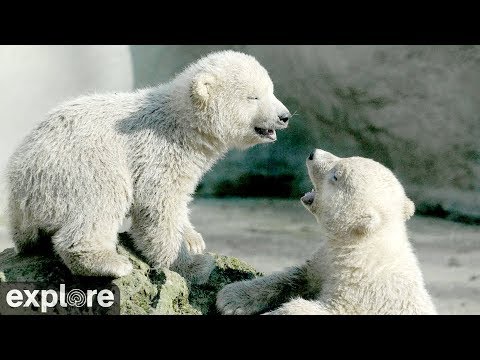 Live-Cam: Eisbren - Niederlande - Ouwehands Dierenpark Rhenen 2