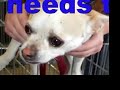 Please adopt us!