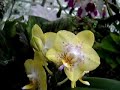Phalaenopsis Orchid Care Made Easy