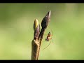 Heifetz - Primrose - Mozart\