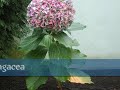 ESAG-Biodiversidade ESAG-Biodiversidade