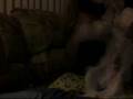 humping dog