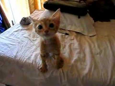 hungry - I found this kitten on a street in Goa, India and I got her to my Hotel and this was the first time we were feeding her. After 5 months a nice family adopted...