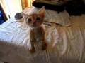 Hungry Kitten