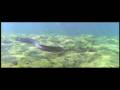 videos de Aquaman TV Spot