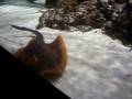 videos de Amazing Tropical Fish