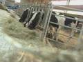 Le Marché Du Lait En Alsace