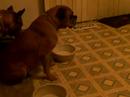 tiny male chihuahua really shows his female boxer how much he loves her, for 10 solid minutes. ;)  