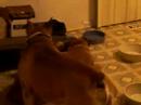 tiny male chihuahua really shows his female boxer how much he loves her, for 10 solid minutes. ;)  