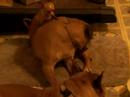 tiny male chihuahua really shows his female boxer how much he loves her, for 10 solid minutes. ;)  
