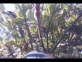 FPV Crash! RC Plane Crash/found, kids discover camera on board! BUSTED!