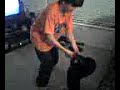 cat dance