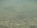 Spawning Salmon Underwater footage in small creek