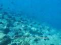 Bunaken, Manado w/ Humphead wrasse, turtle, butterflyfish