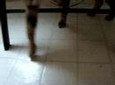 My cat