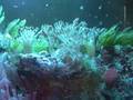 videos de My reef