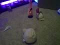 Funny Bears 1