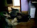 Dog barking howl howling