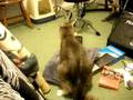 videos de My cat sam pillow humping