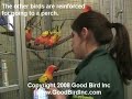 Training Mutiple Parrots- Conures! Training Mutiple Parrots- Conures!