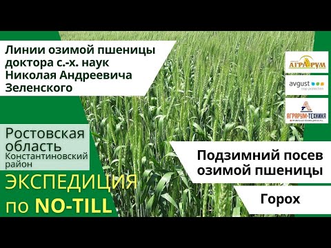 Подзимний посев озимой пшеницы в Константиновском районе РО. // Экспедиция по NO-till