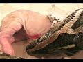 Snake Eats Pig