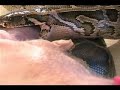 Snake Eats 1st Pig