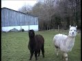Feeding Alpacas at Granary Self Catering Cottages in Devon Feeding Alpacas at Granary Self Catering Cottages in Devon