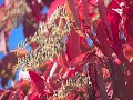 Autumn Leaves - Eva Cassidy