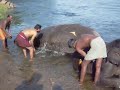 Elephants Bathing in Kodanadu Kerala India