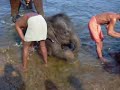 Elephants Bathing in Kodanadu Kerala India Elephants Bathing in Kodanadu Kerala India