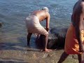 Elephants Bathing in Kodanadu Kerala India