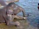 Elephants Bathing in Kodanadu Kerala India