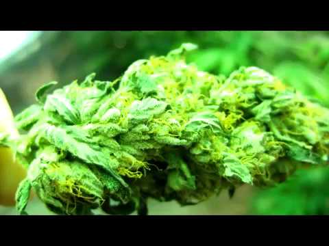 how to grow kc33