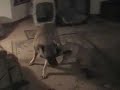 GOLDLEAF MASTIFF - Lincoln and Emma 1/21/07