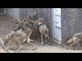 オオカミ