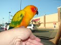 More Bird Fun with Sunny and O'Hanah