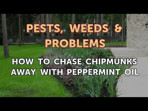 video-linktoworks-How to Chase Chipmunks Away With Peppermint Oil