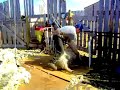 Sheep Shearing