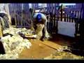 Sheep shearing